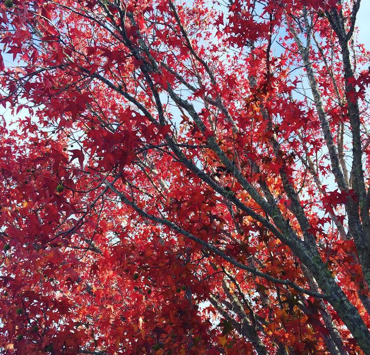 fall leaves shoppingsmycardio